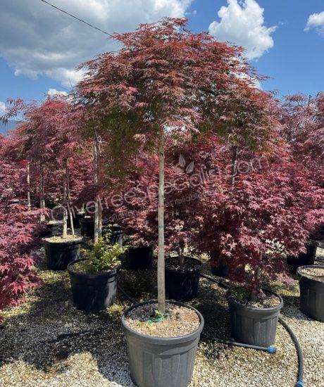 Acer palmatum dissectum 'Garnet' - Japanese Maple