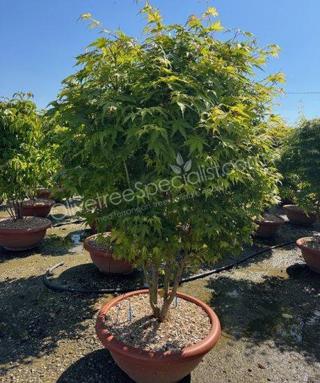 Buy a multi-stemmed Acer palmatum - Japanese Maple