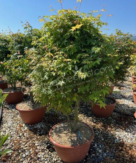 Acer palmatum - Japanese Maple