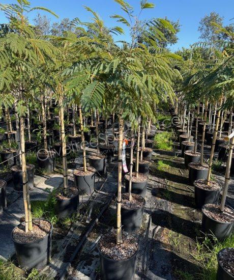 1/2 stem Albizia julibrissin 'Ombrella' - Persian silk tree