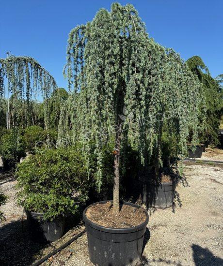buy a Weeping cedar high stem