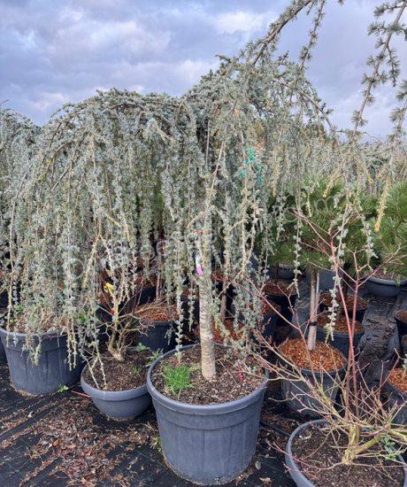 Cedrus atlantica 'Glauca pendula' - Weeping cedar