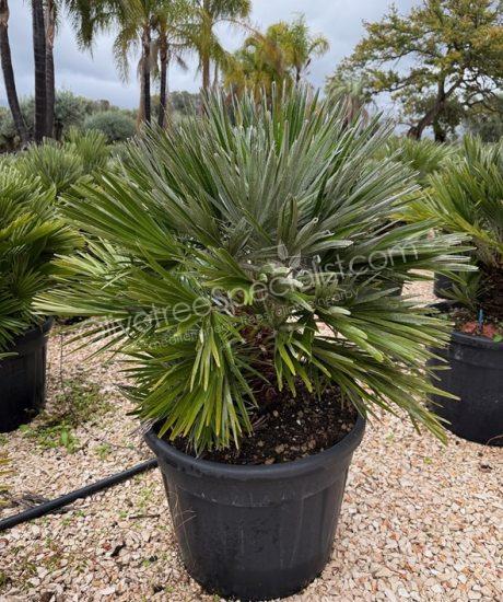 Buy Chamaerops humilis 'Nana'