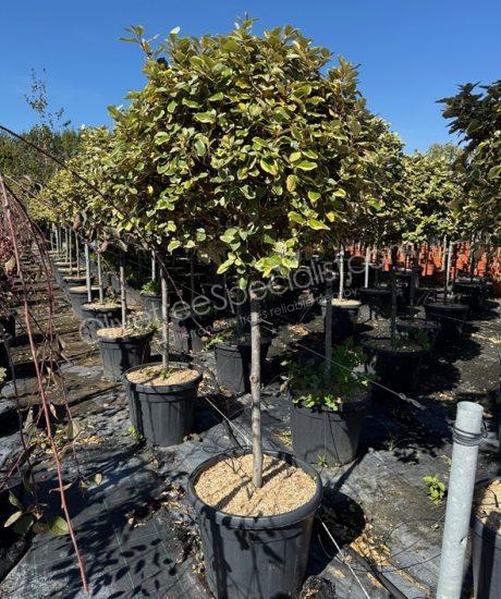 Elaeagnus ebbingei 'Viveleg' - Silverberry