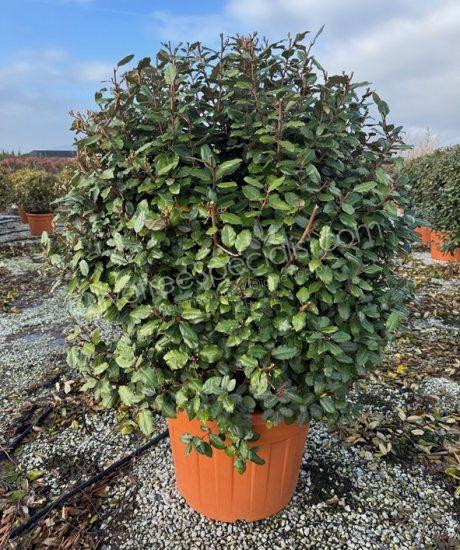 Elaeagnus ebbingei Olive willow Ball shape
