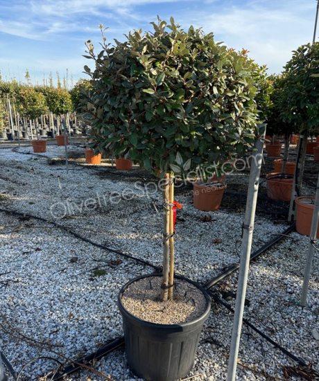 half stem Elaeagnus ebbingei - Silverberry