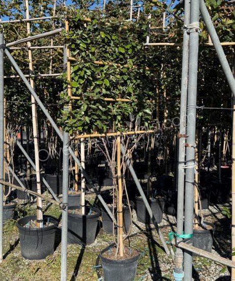 multi-stemmed pleached Elaeagnus ebbingei - Silverberry