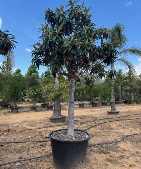 Eriobotrya japonica - Loquat