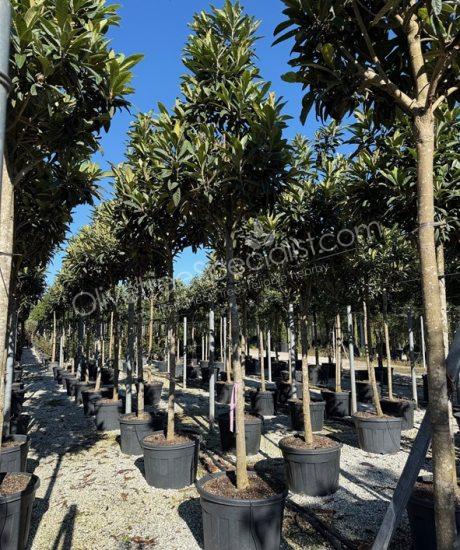 Eriobotrya japonica - Loquat high stem