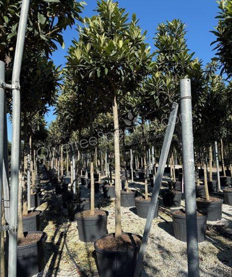 Eriobotrya japonica - Loquat high stem