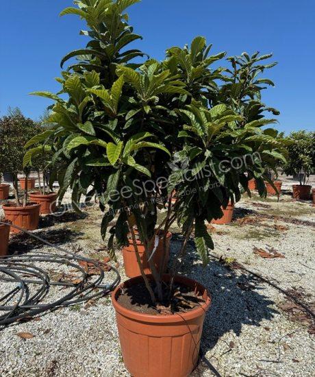 Eriobotrya japonica - Loquat multi-stemmed