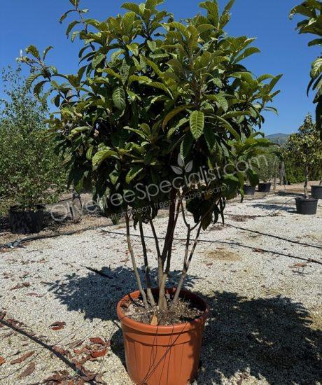 Eriobotrya japonica - Loquat multi-stemmed