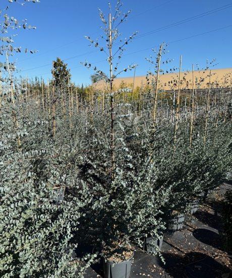 Eucalyptus gunnii 'Azura' - Eucalyptus feathered