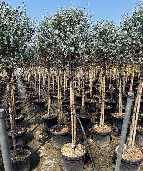 1/2 stem Eucalyptus gunnii 'Azura' - Eucalyptus 