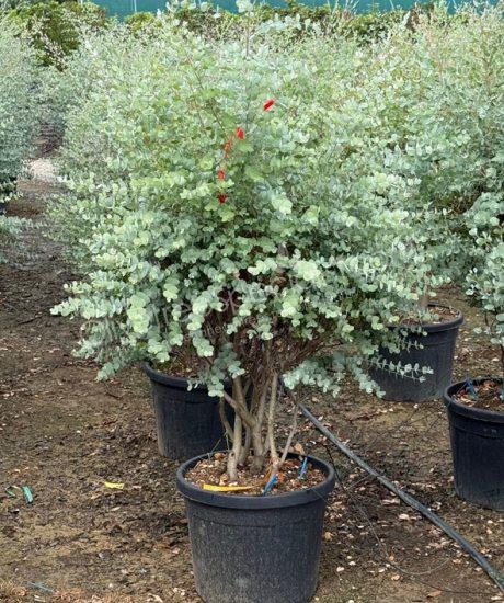 Multi-stemmed Eucalyptus gunnii 'Azura' - Eucalyptus 