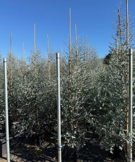 Eucalyptus gunnii 'Azura' - Eucalyptus feathered