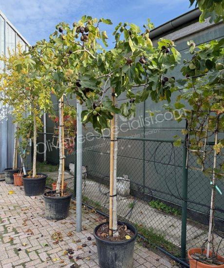 Fig tree - Ficus carica - high standard