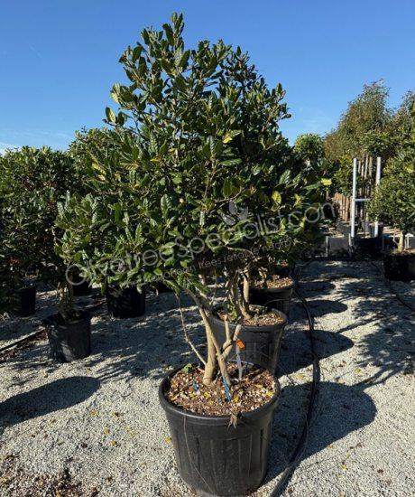 Multi-stemmed Ilex 'Nellie Stevens' Holly