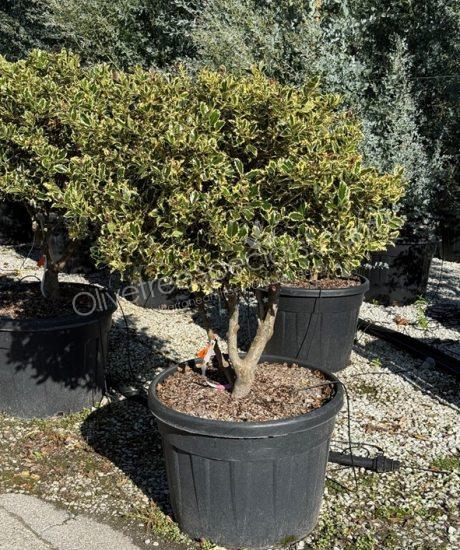 Multi-stemmed Ilex aquifolium 'Variegatum' Holly