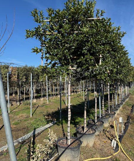 Buy a Ilex aquifolium 'Castaneifolia' - Holly