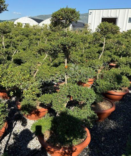 Ilex crenata 'Kinme' Bonsai