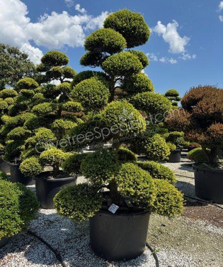 Ilex crenata 'Kinme' Bonsai