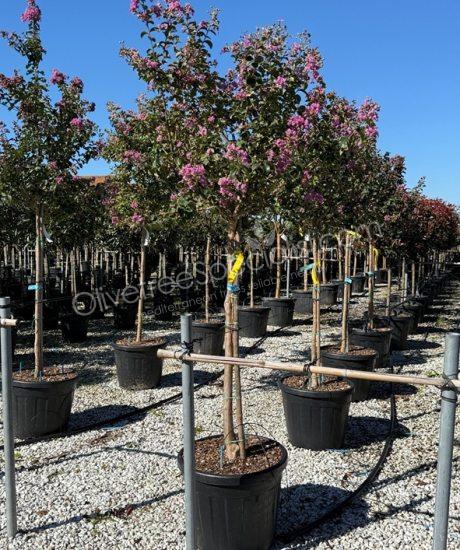 Lagerstroemia indica 1/2 stem Crepe myrtle