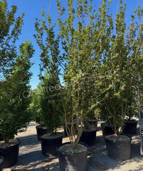 Lagerstroemia indica multi-stemmed crepe myrtle