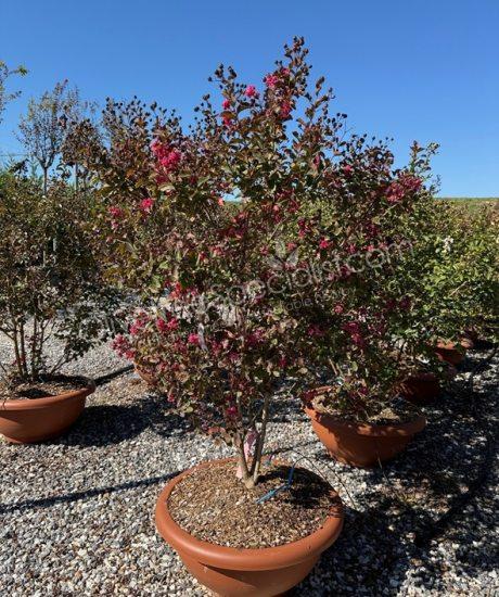 Lagerstroemia indica multi-stemmed crepe myrtle