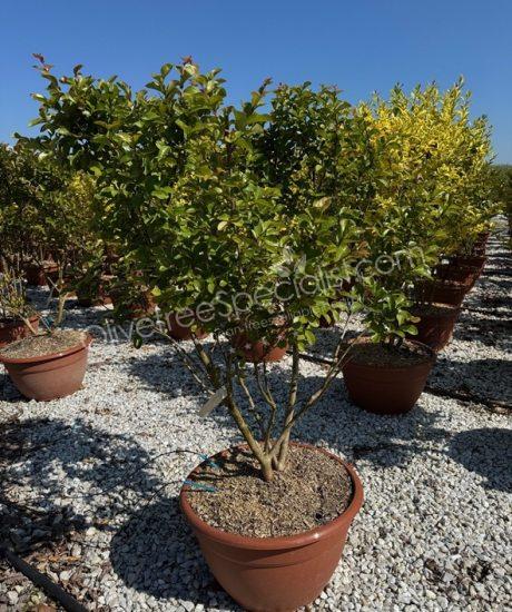 Lagerstroemia indica multi-stemmed crepe myrtle