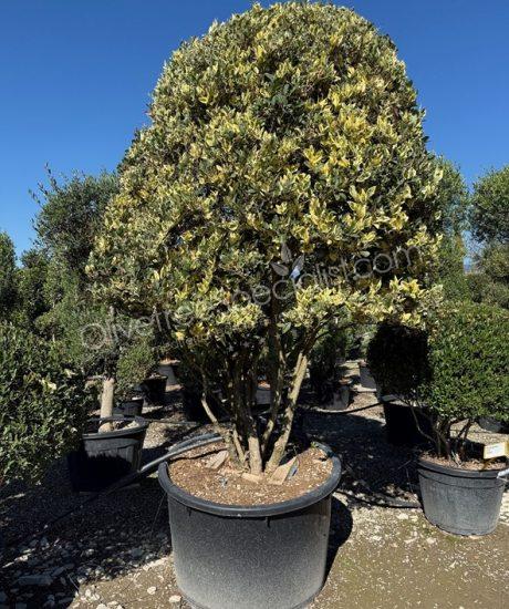 Buy a Multi-stemmed Ligustrum texanum