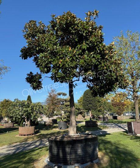 Magnolia grandiflora - Evergreen tulip tree