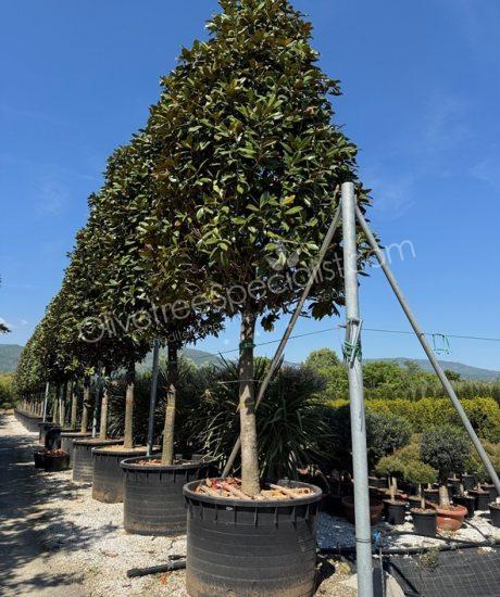 Magnolia grandiflora 'Gallisoniensis' - Evergreen tulip tree pyramid crown