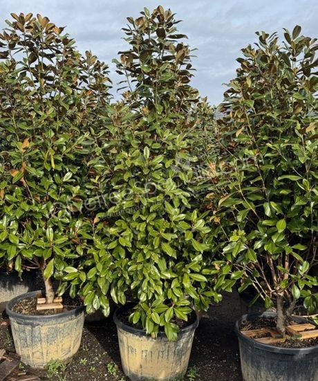 Magnolia grandiflora 'Goliath' - Evergreen tulip tree