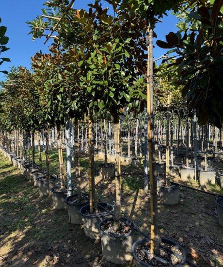 Magnolia grandiflora 'Goliath' - Evergreen tulip tree