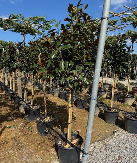 1/2 stem Magnolia grandiflora 'Goliath' - Evergreen tulip tree