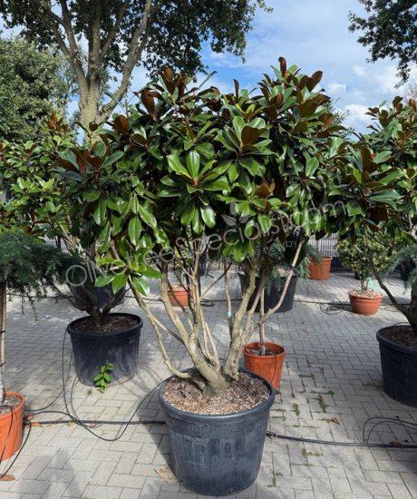 Multi-stemmed Magnolia grandiflora 'Goliath' - Evergreen tulip tree