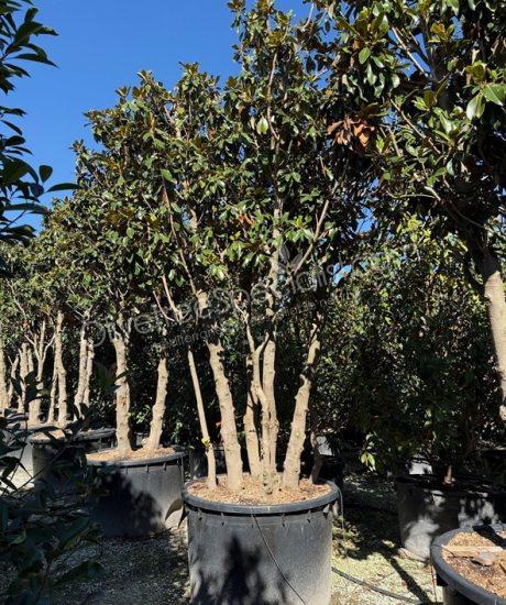 Multi-stemmed Magnolia grandiflora 'Goliath' - Evergreen tulip tree