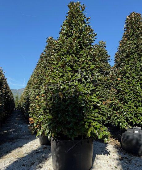 Magnolia grandiflora 'Goliath' - Evergreen tulip tree