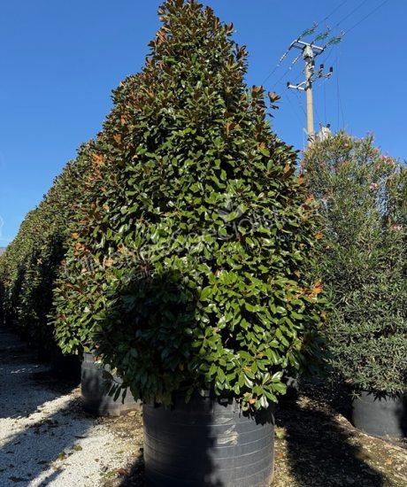 Magnolia grandiflora 'Goliath' - Evergreen tulip tree
