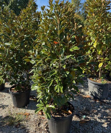 Magnolia grandiflora 'Goliath' - Evergreen tulip tree
