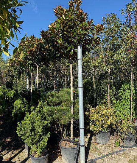  Magnolia grandiflora 'Little Gem' - Evergreen tulip tree