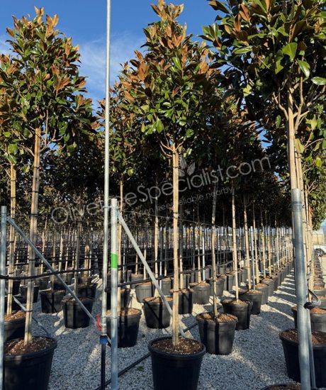 Magnolia grandiflora 'Gallisoniensis' - Evergreen tulip tree pyramid crown