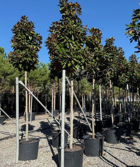 Magnolia grandiflora 'Goliath' -  Evergreen tulip tree