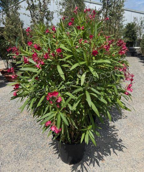 Oleander - Nerium oleander 'Papa Gambetta'