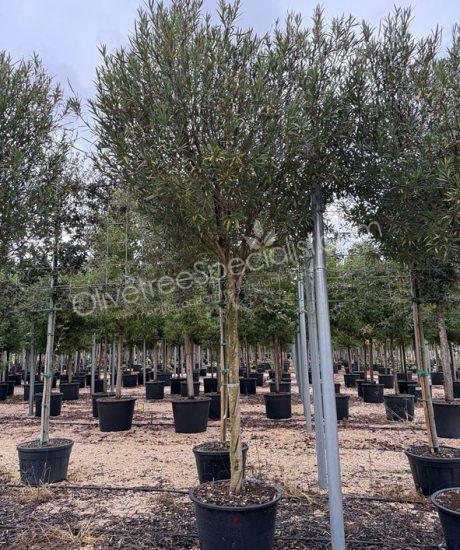 high stem Oleander - Nerium oleander