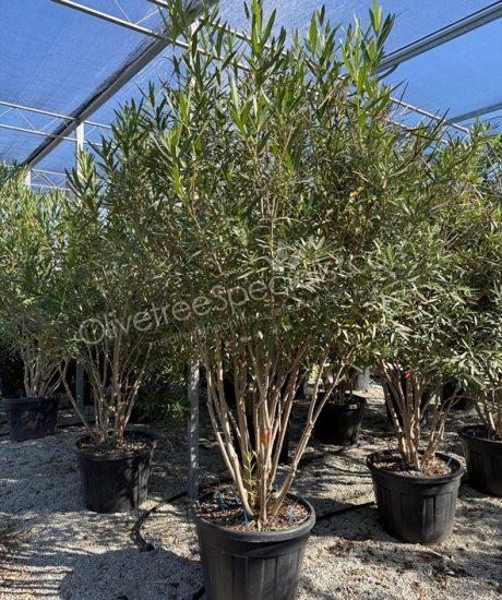 Multi-stemmed Oleander - Nerium oleander