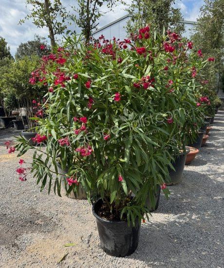 buy a Oleander - Nerium oleander
