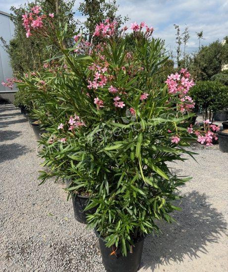 Oleander - Nerium oleander