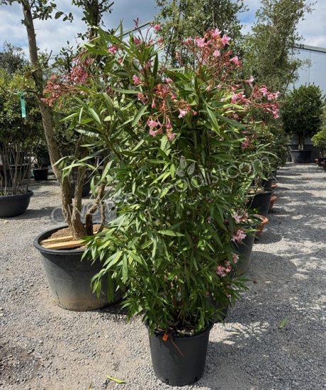 Oleander - Nerium oleander